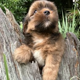 KB2 FLORIDA LHASA APSO AKC MULTI CHAMPION ANCESTRY - Red male Lhasa Apso puppy in Bell, Florida from Maryann & Kandis