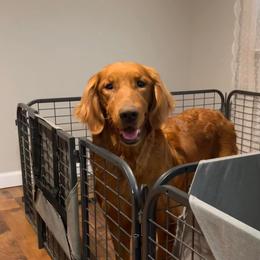 Willow - Golden Retriever