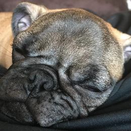 Dachshunds and Pugs from Michael Young's Pugs