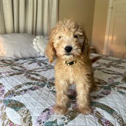 Lemonade - Apricot female Goldendoodle puppy in Montgomery, Texas from Dacus Doodles
