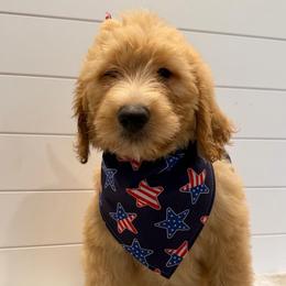 Yellow Collar Boy - Red  male Goldendoodle puppy in San Augustine, Texas from Vintage Doodles