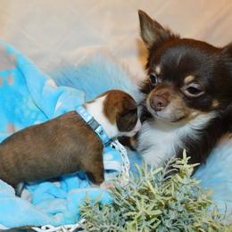 Chihuahua Puppies from Fine Whines & Lickers