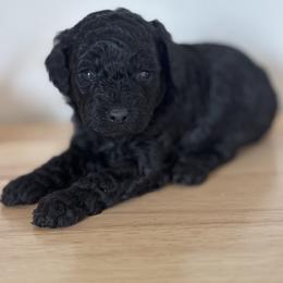 Jett - Black male Cockapoo puppy in Gay, Georgia from That’s My Puppy