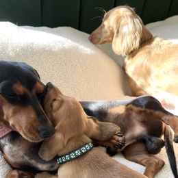 Dachshund Puppies from Duchess Daphne's Doxie Empire