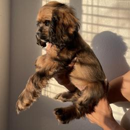 Cocker Spaniel Puppies from SassyCockerG
