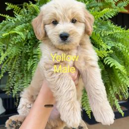 Yellow - Cream male Goldendoodle puppy in Lineville, Alabama from Dogwood Doodles of Alabama
