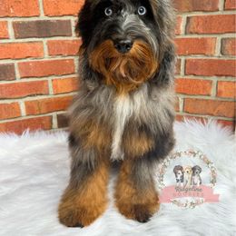 Ezra - Aussiedoodle