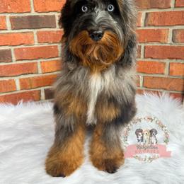 Ezra - Aussiedoodle