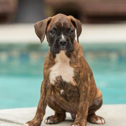 Green - Brindle male Boxer puppy in Georgia from Stephanie’s Boxers