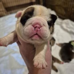 YELLOW - Red and white female Bulldog puppy in Walhalla, South Carolina from Lowery's English Bulldogs
