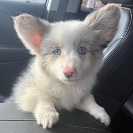 Archie- Full Fluffy - Blue merle and white male American Corgi puppy in Decatur, Texas from Bar S Corgis