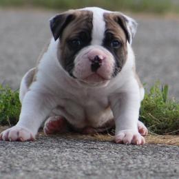 Male 3-Anchor - White and red male American Bulldog puppy in Xenia, Ohio from Bingham's Bulldogs LLC