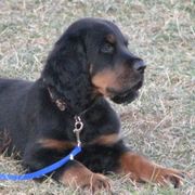 Gordon Setters and Irish Red and White Setters from Moonstone Setters