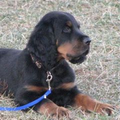 Gordon Setters and Irish Red and White Setters from Moonstone Setters