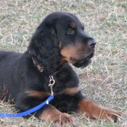 Gordon Setters and Irish Red and White Setters from Moonstone Setters