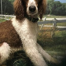 Titan - Poodle