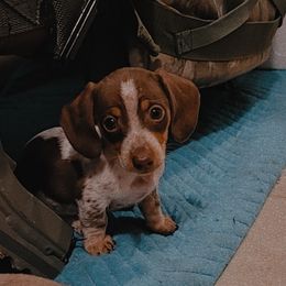 Dachshund Puppies from SouthernMama Doxies
