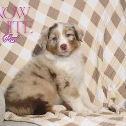 Snow White - Red merle female Australian Shepherd puppy in Keytesville, Missouri from Dogwood Lane Canine