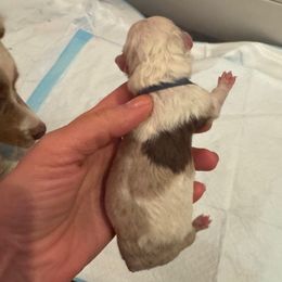 Tamarack - Red merle male Australian Shepherd puppy in Columbia Falls, Montana from Firefly Horse Co Wellness Retreat Center