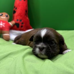 AKC Snowdrop - Liver and white female Shih Tzu puppy in Statesboro, Georgia from Magnolia Small Breeds