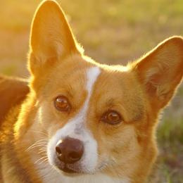 Pembroke Welsh Corgis from Quirky Corgis