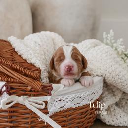 Tulip - Red  female Goldendoodle puppy in Salem, Virginia from Aloha Doodles & Poodles