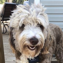 Frenchie  - Aussiedoodle
