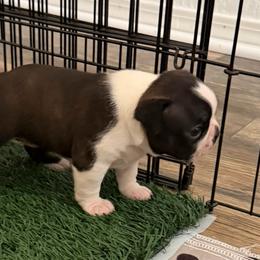 Pup 1 - Black brindle and white male Boston Terrier puppy in Winnsboro, Texas from Gold Buckle Kennel