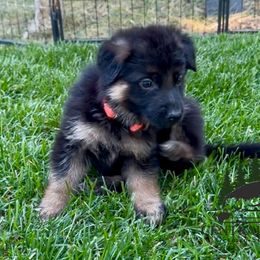 Boy 3 - male German Shepherd puppy in Paso Robles, California from Central Coast German Shepherds