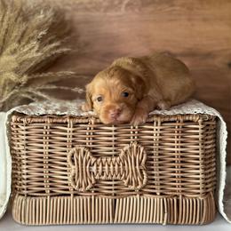 Brown Boy - Apricot male Goldendoodle puppy in Lowville, New York from DM Hilltop FURfamily