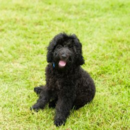 Sheepadoodle Puppies from Riley Grace Puppies