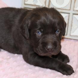 Serenity - Chocolate female Labrador Retriever puppy in Camden, Indiana from Camden's Caring Canines