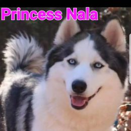 Siberian Husky puppies from Royal Siberian AKC Huskies
