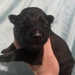 Brown collar - Sable male German Shepherd puppy in Oscoda, Michigan from Sstar