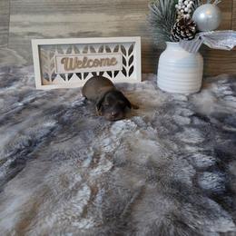 Comet - Cream male Dachshund puppy in Indianapolis, Indiana from Homegrown Hoosier Kennels