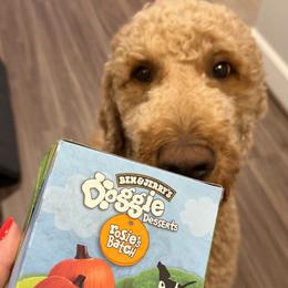 Goldendoodle All Grown Up from Dawnie’s Doodles