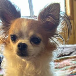 Ellie - Chihuahua