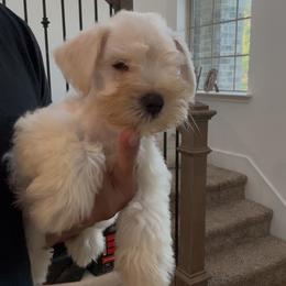Male 1 - White male Miniature Schnauzer puppy in Seagoville, Texas from JC miniature schnauzers