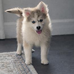 Olympia - Silver female Pomsky puppy in Lewiston, Minnesota from Family Pomsky