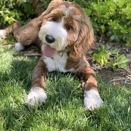Winnie - Australian Labradoodle