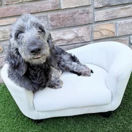 Raven - Black female Dachshund puppy in Richmond, Virginia from Irresistible Dachshunds & Cavaliers
