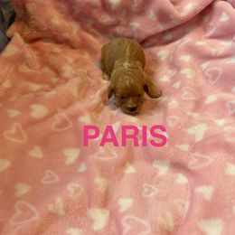 Paris - Apricot female Cavapoo puppy in Sherwood, Michigan from Patrick's Puppies