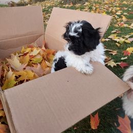 Boy 1 - Black and white Shihpoo puppy in Middlebury, Indiana from Rika' Family
