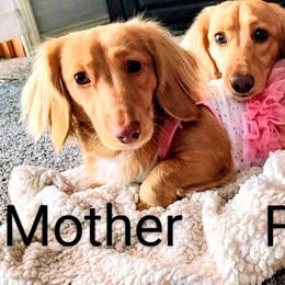 Dachshund All Grown Up from English Cream Dream Dachshunds