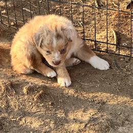 Girl 1 - Red tri-color female Australian Shepherd puppy in Spring Creek, Nevada from Knotts Dalmatians/Australian Shepherds