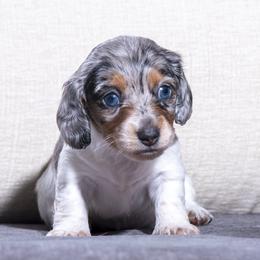 Phoebe - Dapple female Dachshund puppy in Copperas Cove, Texas from Creme de la Creme Dachshunds