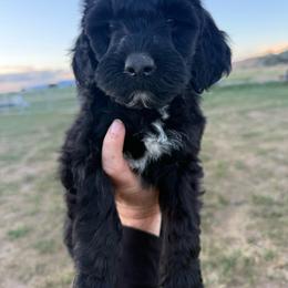 Red - Black female Springerdoodle puppy in Clifton, Idaho from Little Mountain Springers, Springerdoodles & Poodles