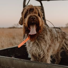 Wirehaired Pointing Griffons from Beards & Bourbon Wirehaired Pointing Griffons