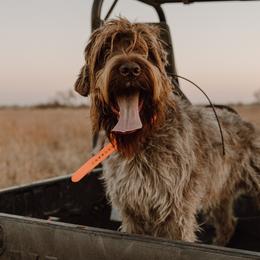 Wirehaired Pointing Griffons from Beards & Bourbon Wirehaired Pointing Griffons