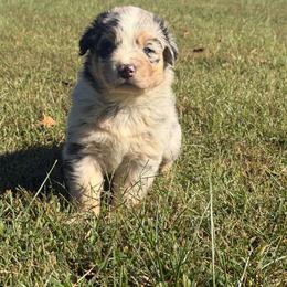 Adorable Boy 1-Blue Merle - Blue merle male Australian Shepherd puppy in Mayfield, Kentucky from Hamilton Farms